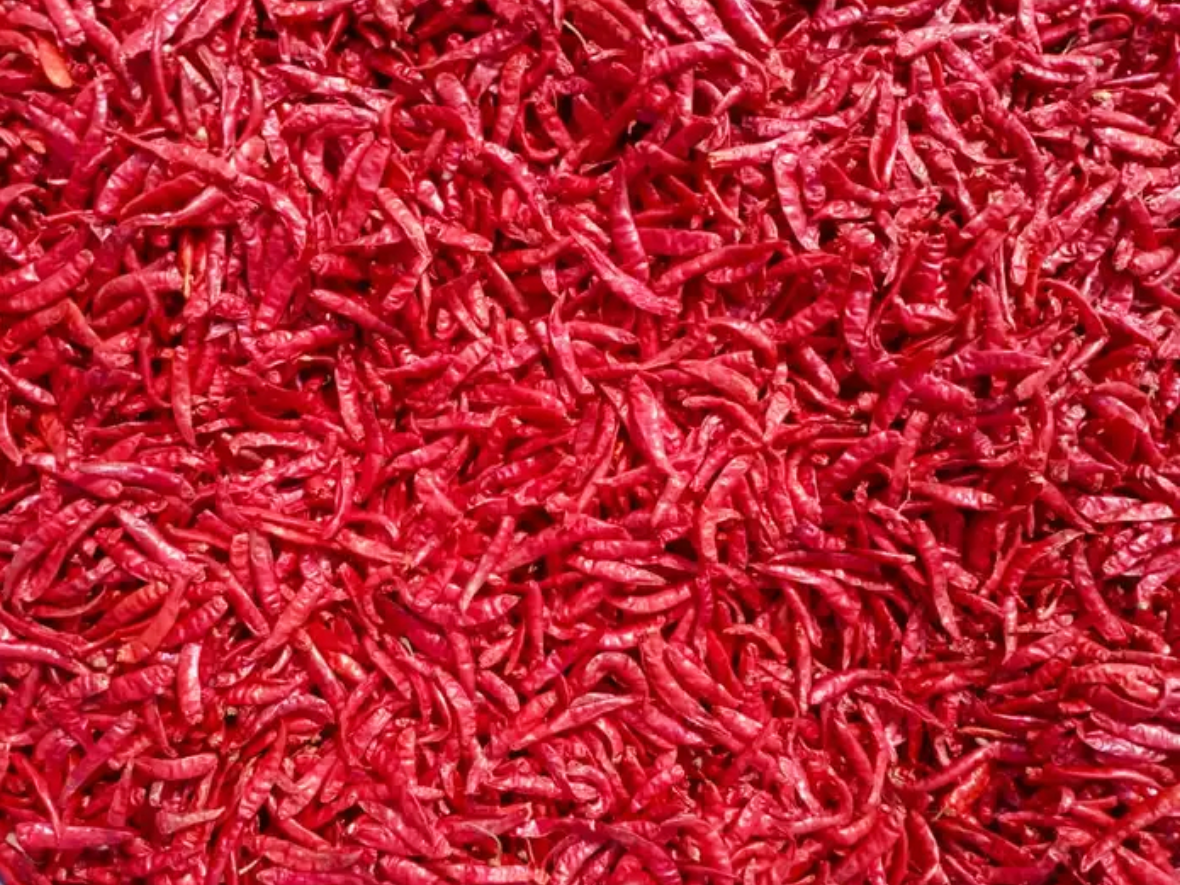 Teja Red Chili (S17 Variety) - Vedafox Group