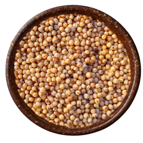 Sorghum (White & Red) - Versatile Grain