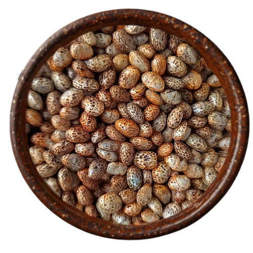Premium Castor Seed – (Ricinus communis)